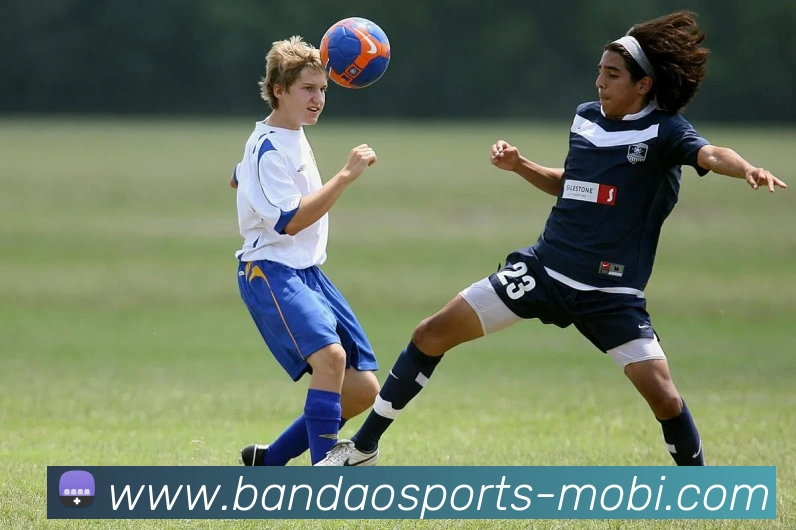 半岛体育平台生态图